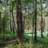 Власти Подмосковья вводят ограничение на пребывание в лесах до 28 августа