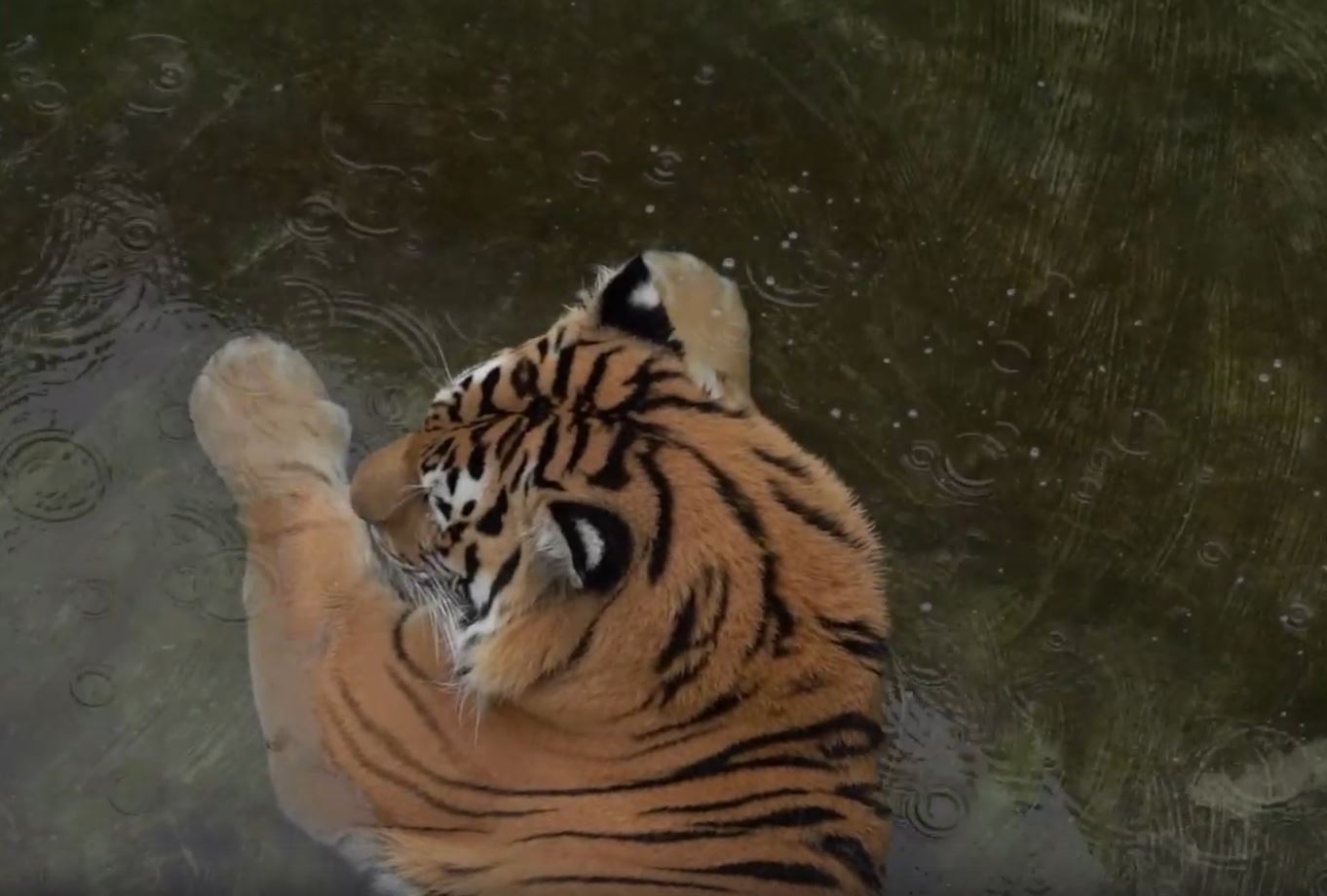 Гибрид амурского и суматранского тигров появился в Московском зоопарке