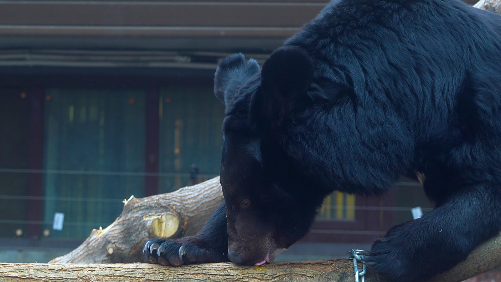 Какого зверя 2024. Гималайский медведь в Московском зоопарке. Белогрудый медведь. Гималайский медведь фото. Медведь сбежал из зоопарка.