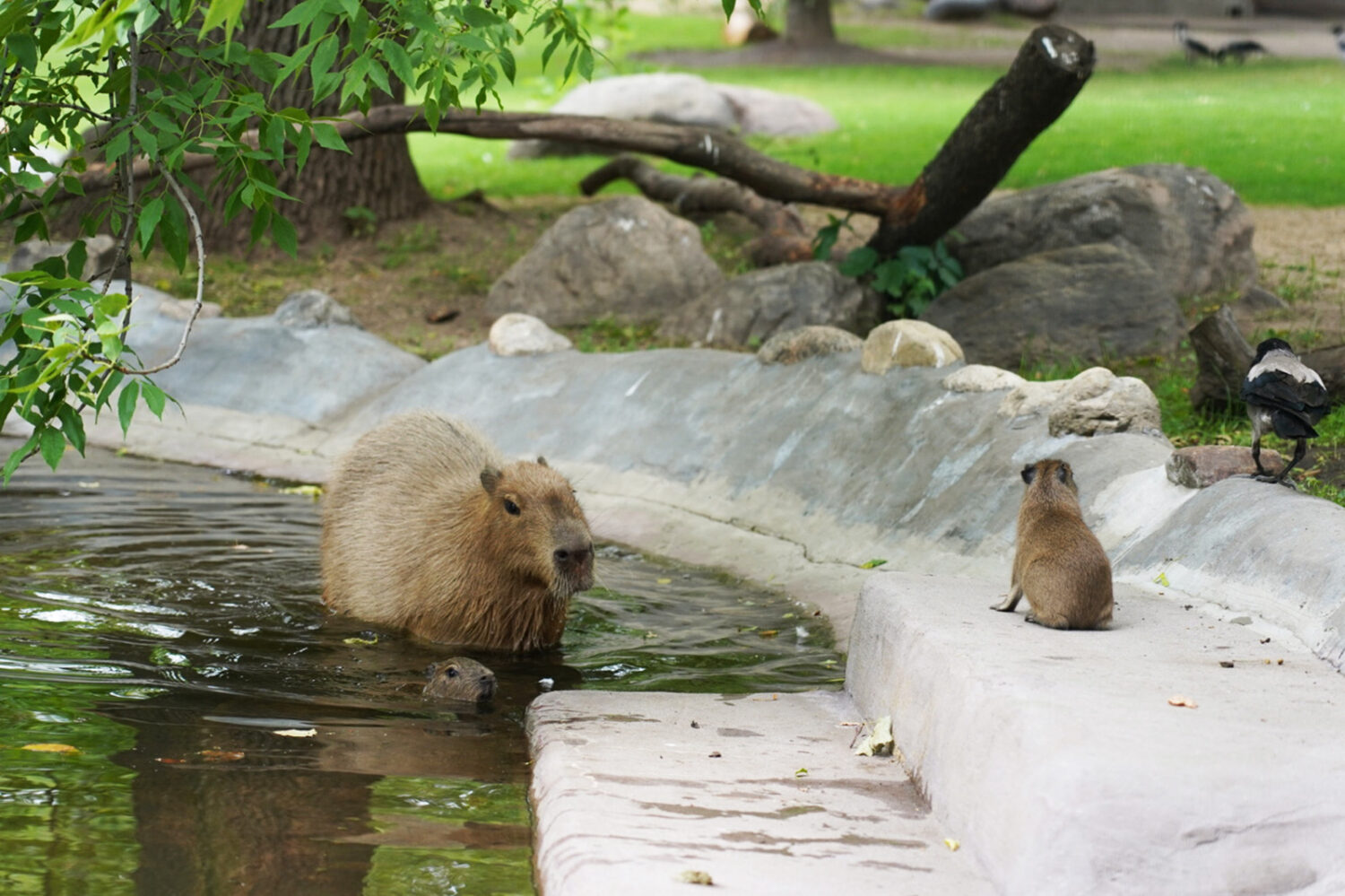 Три детеныша капибары родились в Московском зоопарке