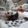 Детенышу панды из Московского зоопарка исполнился месяц