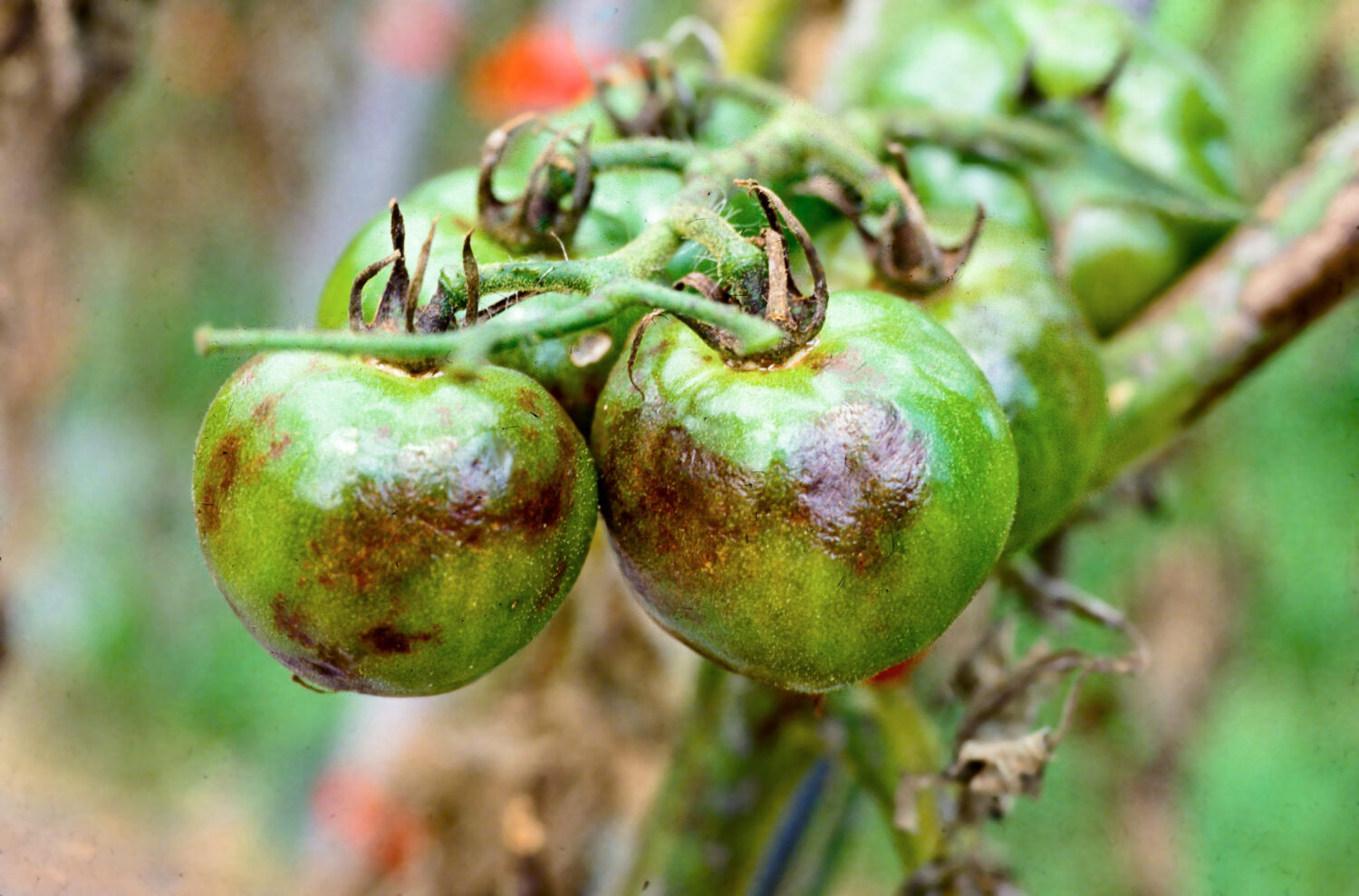 Фитофтороз томатов - как бороться с этим опасным заболеванием